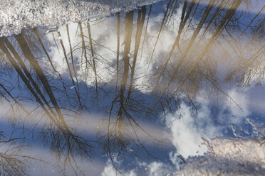 Germany, Brandenburg, Treuenbrietzen, Forest after forest fire, mirroring in puddle - ASCF00899