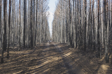 Germany, Brandenburg, Treuenbrietzen, Forest after forest fire - ASCF00900