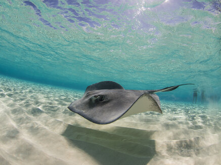 Stingray swimming underwater, Stingray City, Grand Cayman, Cayman Islands - FSIF03193