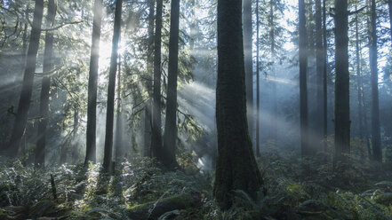 Tranquil sunbeams illuminated forest trees - FSIF03195