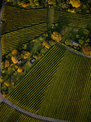 Blick von oben auf strukturierte, grüne Feldfrüchte - FSIF03218