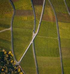 Blick von oben auf strukturierte, grüne Feldfrüchte - FSIF03221