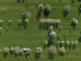 Luftaufnahme ländliches grünes Feld und Bäume, Hohenheim, Baden-Württemberg, Deutschland - FSIF03232