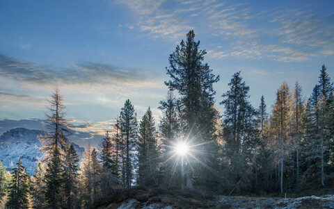 Sonne zwischen Kiefern, Dolomiten, Cortina d'Ampezzo, Venetien, Italien, lizenzfreies Stockfoto