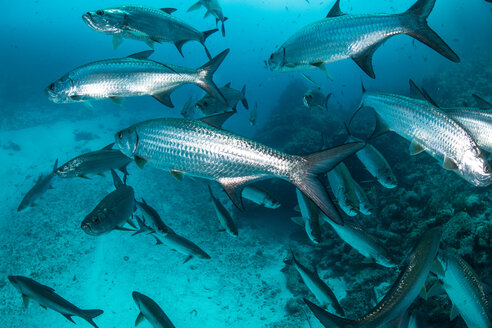 Unterwasseraufnahme eines großen schwimmenden Tarponfisches, Quintana Roo, Mexiko - CUF45614