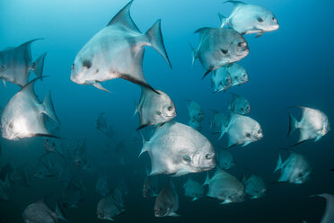 Unterwasseraufnahme eines Schwarmes atlantischer Spatenfische, Quintana Roo, Mexiko - CUF45615