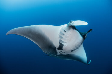 Giant oceanic manta ray, Revillagigedo, Tamaulipas, Mexico - CUF45616