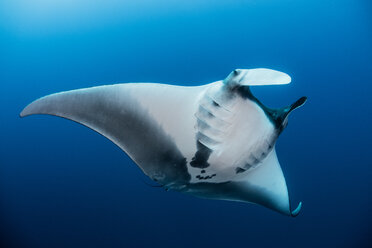 Riesiger ozeanischer Mantarochen, Revillagigedo, Tamaulipas, Mexiko - CUF45616