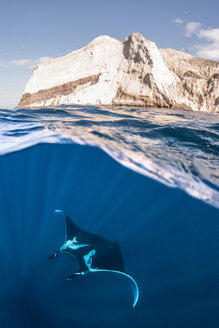 Riesiger ozeanischer Mantarochen nahe der Wasseroberfläche, Revillagigedo, Tamaulipas, Mexiko - CUF45617