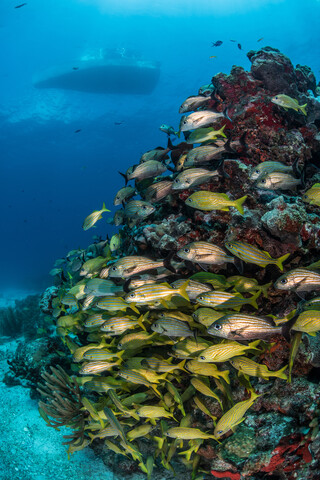 Karibische Fische versammeln sich um ein Riff mit Bootssilhouette an der Oberfläche, Puerto Morelos, Quintana Roo, Mexiko, lizenzfreies Stockfoto