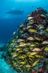 Caribbean fish gather around reef with boat silhouette in the surface, Puerto Morelos, Quintana Roo, Mexico - CUF45619