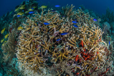 Hirschhornkoralle und bunte Fische, Puerto Morelos, Quintana Roo, Mexiko - CUF45620