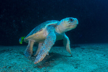 Große Unechte Karettschildkröte wird von Fischen von Parasiten befreit, Isla Mujeres, Quintana Roo, Mexiko - CUF45621