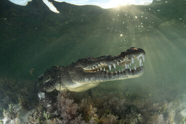 Amerikanisches Krokodil (Crocodylus acutus) im flachen Wasser mit Zähnen, Chinchorro Banks, Xcalak, Quintana Roo, Mexiko - CUF45704
