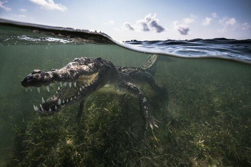 Amerikanisches Krokodil (Crocodylus acutus) im flachen Wasser mit Zähnen, Chinchorro Banks, Xcalak, Quintana Roo, Mexiko - CUF45705