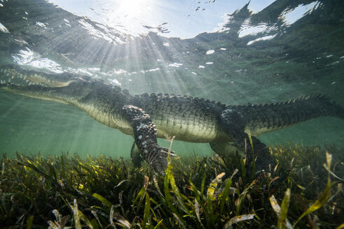 Amerikanisches Krokodil (Crocodylus acutus) im flachen Wasser, Chinchorro Banks, Xcalak, Quintana Roo, Mexiko - CUF45706