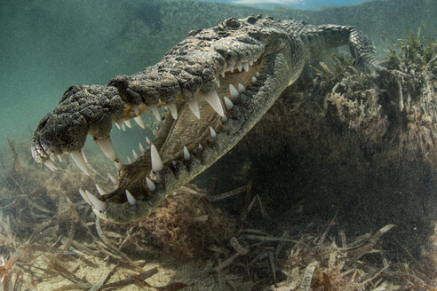 Amerikanisches Krokodil (Crocodylus acutus) im flachen Wasser mit Zähnen, Chinchorro Banks, Xcalak, Quintana Roo, Mexiko - CUF45707