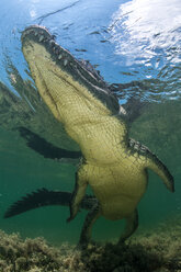 Amerikanisches Krokodil (Crocodylus acutus) im flachen Wasser, niedrige Ansicht, Chinchorro Banks, Xcalak, Quintana Roo, Mexiko - CUF45708