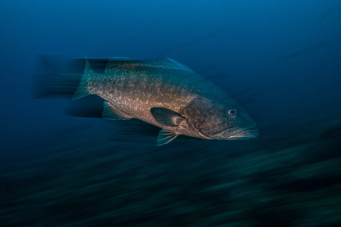 Grouper fish, long exposure, Puntarenas, Costa Rica - CUF45710
