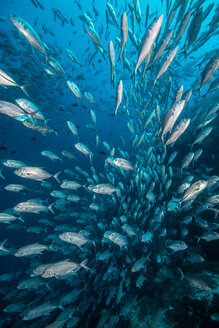 School of jack fish, Puntarenas, Costa Rica - CUF45711