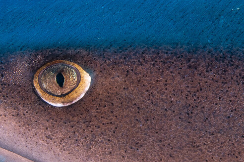 Close up of white tipped sharks eye, Puntarenas, Costa Rica - CUF45712