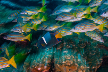 Gelber Schnapper und Königskaiserfisch, Langzeitbelichtung, Puntarenas, Costa Rica - CUF45713