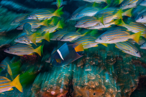 Yellow snappers and king angelfish, long exposure, Puntarenas, Costa Rica - CUF45713