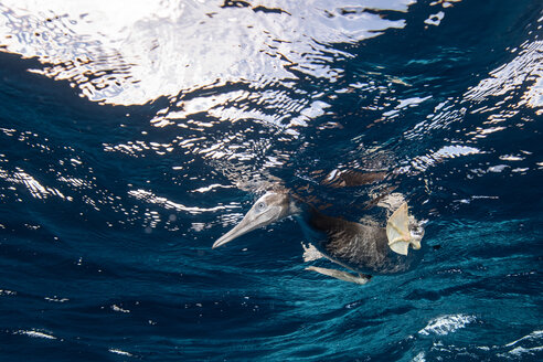 Brown Booby hunting underwater, Puntarenas, Costa Rica - CUF45714
