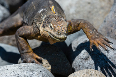 Landleguan (Conolophus subcristatus) auf Felsen, Nahaufnahme, South Plaza Island, Galapagos Inseln, Ecuador - CUF45746