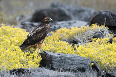 Galapagos-Falke (Buteo galapagoensis) auf einem Felsen sitzend, Insel Espanola, Galapagos-Inseln, Ecuador - CUF45747