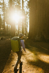 Wanderer beim Wandern zwischen Mammutbäumen, Sequoia National Park, Kalifornien, USA - CUF45751