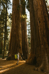 Hiker hiking among sequoia trees, Sequoia National Park, California, USA - CUF45752