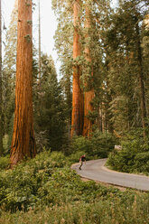Skateboarder auf der von Mammutbäumen gesäumten Straße, Sequoia National Park, Kalifornien, USA - CUF45756