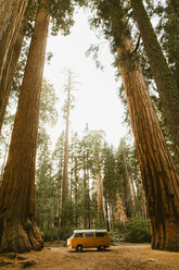 Wohnmobil unter Mammutbaum, Sequoia National Park, Kalifornien, USA - CUF45758