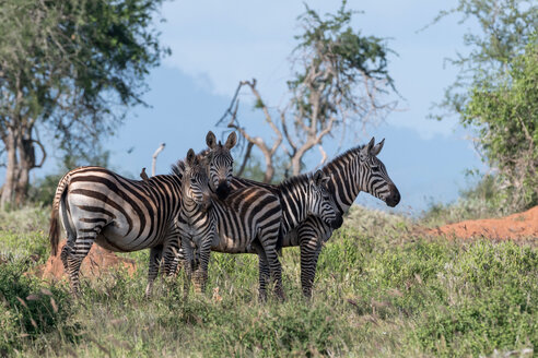 Steppenzebras (Equus quagga), Tsavo, Küste, Kenia - CUF45765