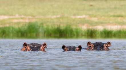 Flusspferde (Hippopotamus amphibius), Jipe-See, Tsavo, Küste, Kenia - CUF45767