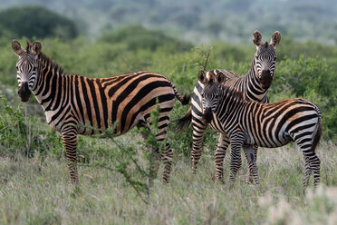 Steppenzebras (Equus quagga), Tsavo, Küste, Kenia - CUF45768