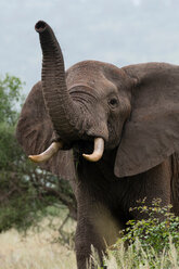 African elephant (Loxodonta africana), Tsavo, Coast, Kenya - CUF45769