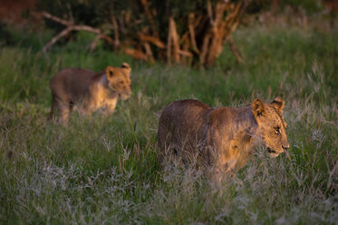 Löwenjunge (Panthera leo) auf Wanderschaft, Tsavo, Küste, Kenia - CUF45771