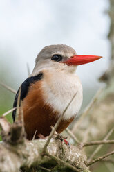 Graukopf-Eisvogel (Halcyon leucocephala), Tsavo, Küste, Kenia - CUF45772