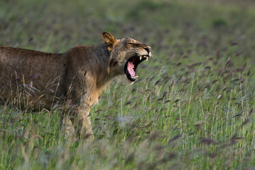 Junger Löwe (Panthera leo) gähnt, Tsavo, Küste, Kenia - CUF45773