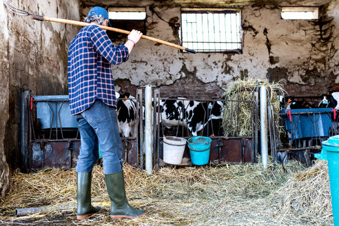 Milchbauernhofarbeiter beim Ausmisten des Rinderstalls - CUF45829