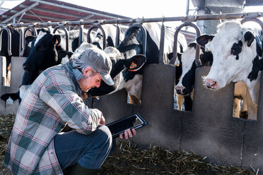 Dairy farm worker checking wellbeing of his cows - CUF45831