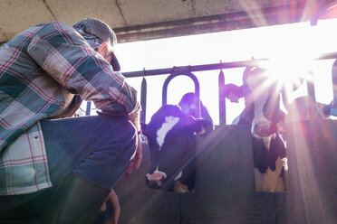 Dairy farm worker checking wellbeing of his cows - CUF45832