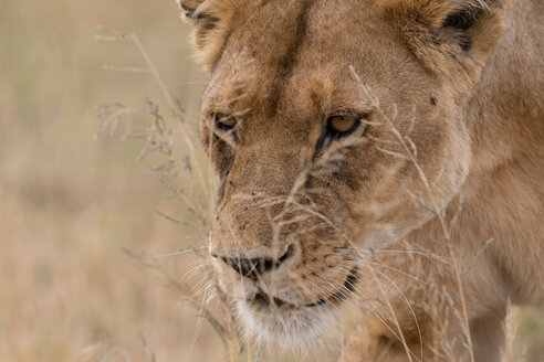 Nahaufnahme einer Löwin (Panthera leo) beim Wandern, Seronera, Serengeti-Nationalpark, Tansania - CUF45840