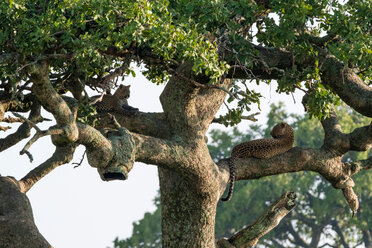 Ein weiblicher Leopard (Panthera pardus) und sein Junges ruhen sich auf einem Baum aus, Ndutu, Ngorongoro Conservation Area, Serengeti, Tansania - CUF45842