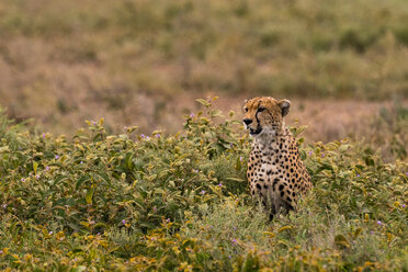 Gepard (Acinonyx jubatus), Ndutu, Ngorongoro-Schutzgebiet, Serengeti, Tansania - CUF45845