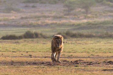 Männlicher Löwe (Panthera leo), Ndutu, Ngorongoro-Schutzgebiet, Serengeti, Tansania - CUF45846