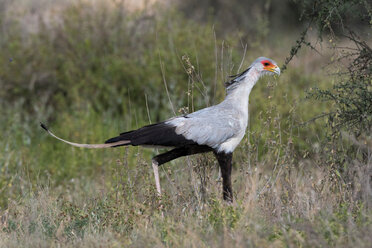 Sekretärvogel (Sagittarius serpentarius), Ndutu, Ngorongoro-Schutzgebiet, Serengeti, Tansania - CUF45847