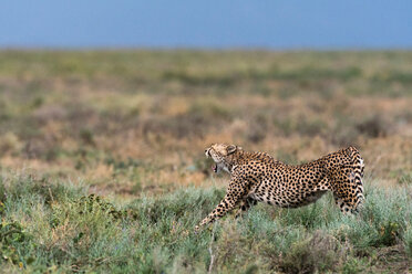 Gepard (Acinonyx jubatus), Ndutu, Ngorongoro-Schutzgebiet, Serengeti, Tansania - CUF45850